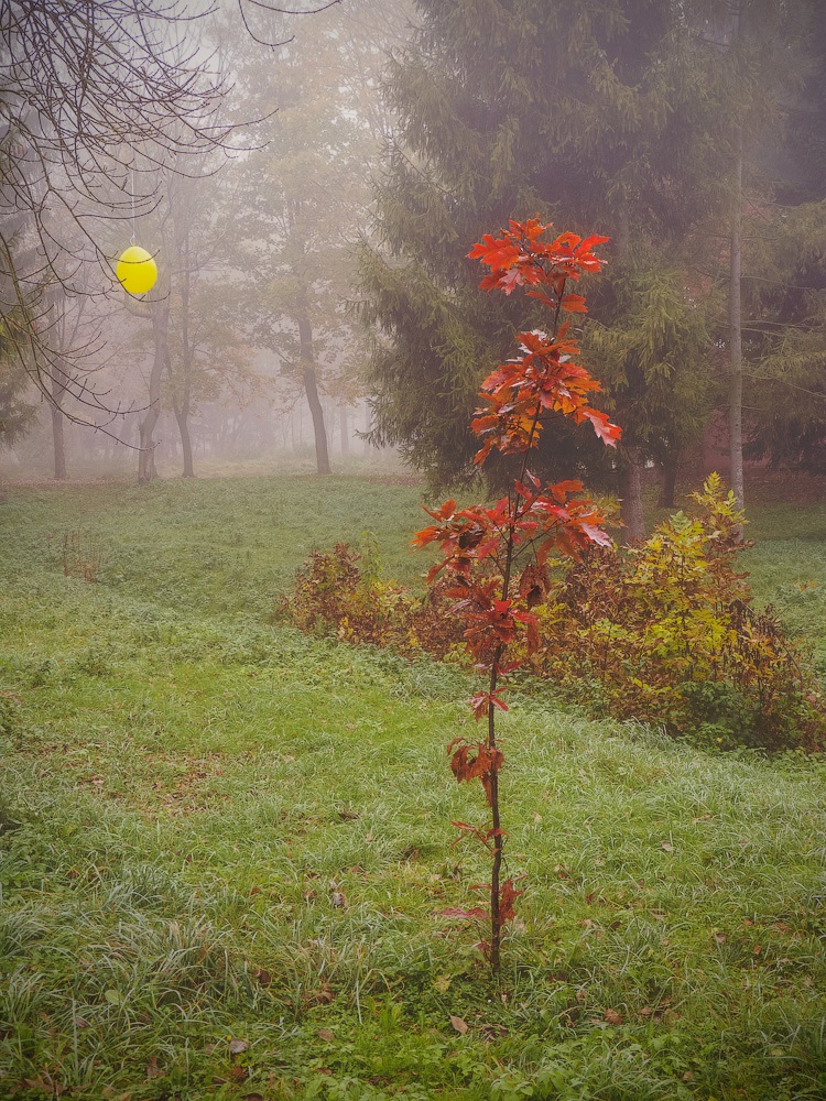 photo "потерявшийся шарик ослика Иа... )" tags: landscape, nature, autumn, tree, воздушный, шарик