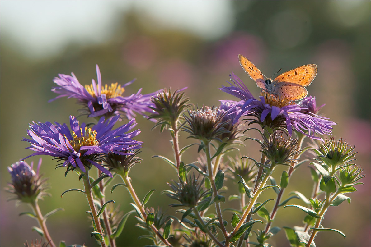 photo "***" tags: nature, 