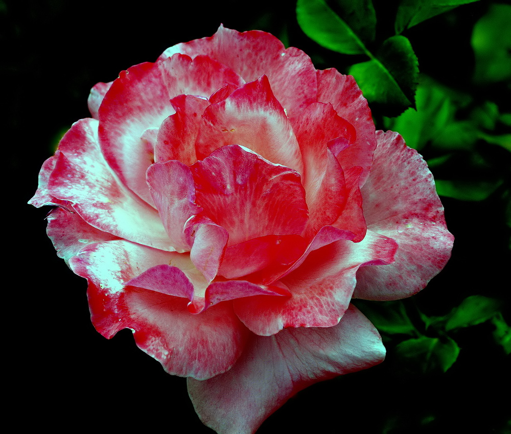 фото "The Rose..." метки: природа, макро и крупный план, 