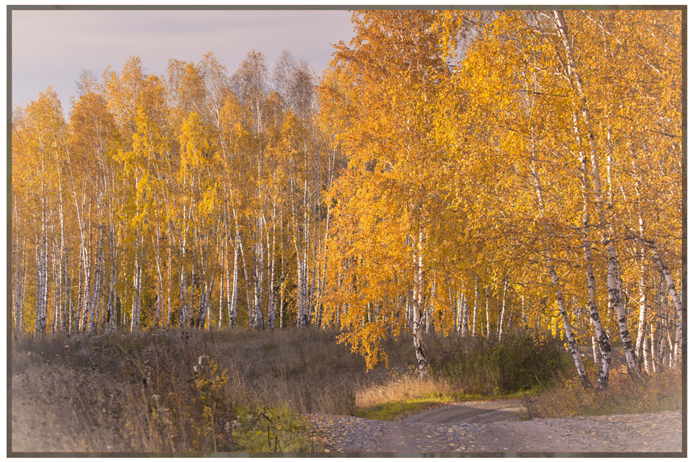 фото "Лесной дорогой" метки: , 