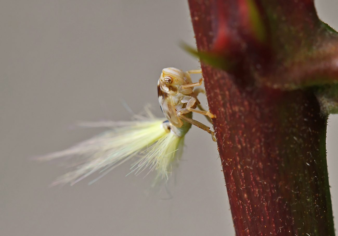 photo "***" tags: macro and close-up, nature, 