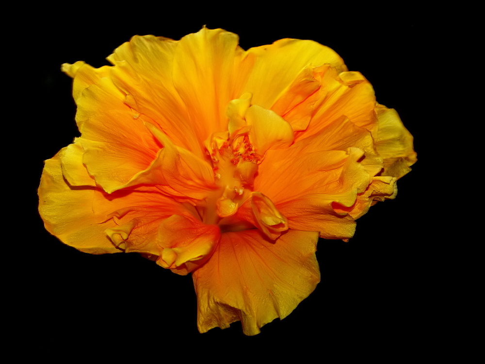 фото "A Yellow Hibiscus..." метки: природа, макро и крупный план, 