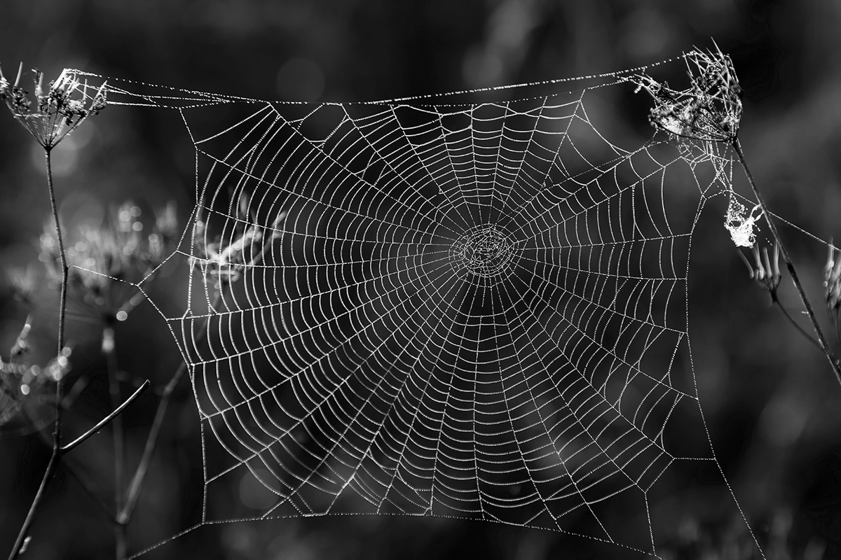 фото "Паутинная классика" метки: черно-белые, природа, паутина, роса, утро