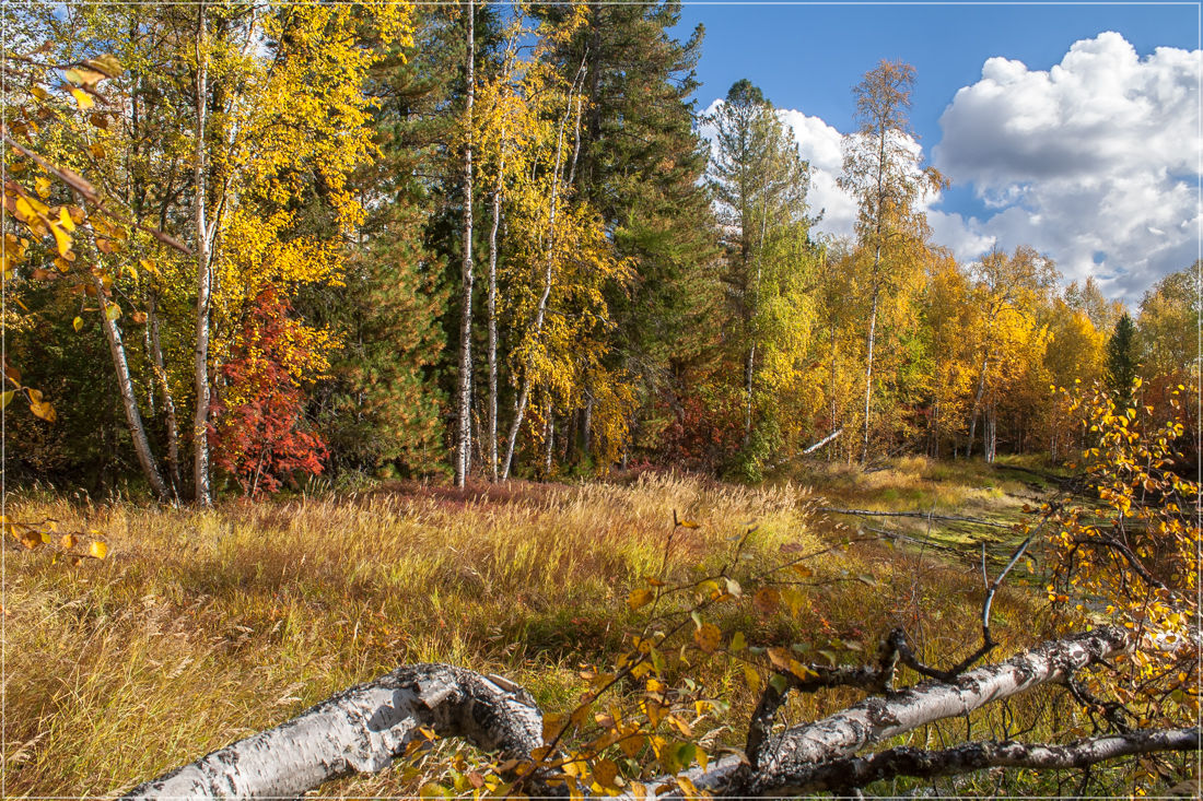 photo "***" tags: landscape, nature, autumn, forest