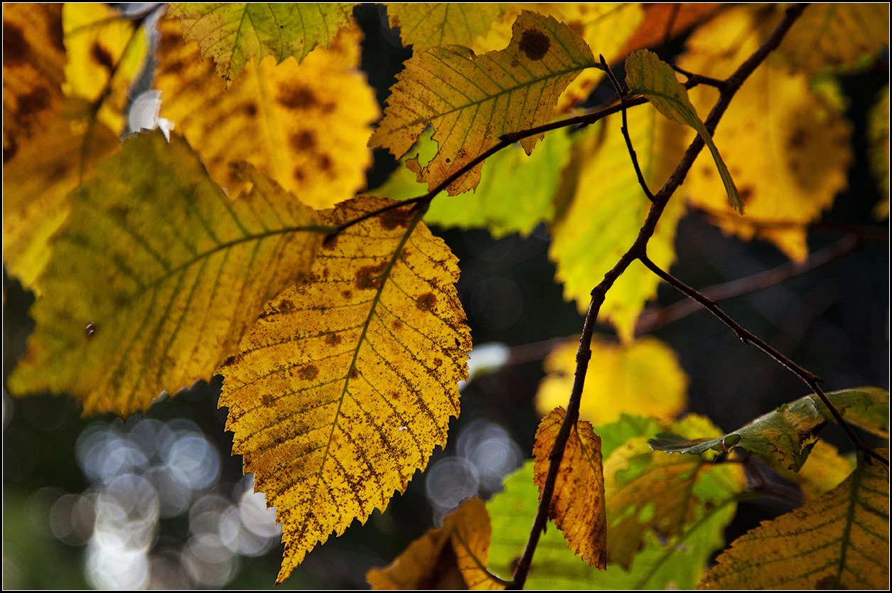 photo "autumn" tags: nature, 