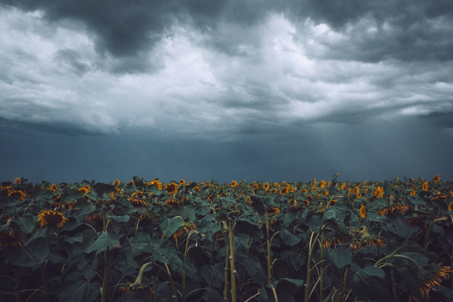 photo "Sunflowers" tags: nature, landscape, misc., природа