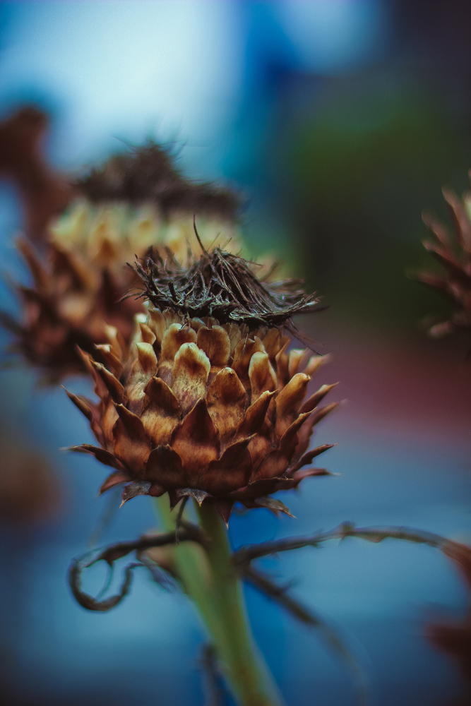 photo "***" tags: macro and close-up, 