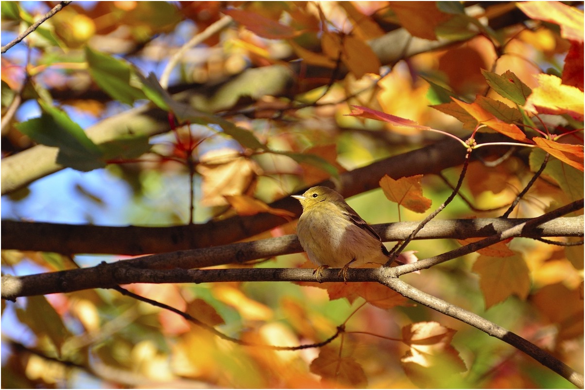 photo "warbler" tags: nature, autumn, bird