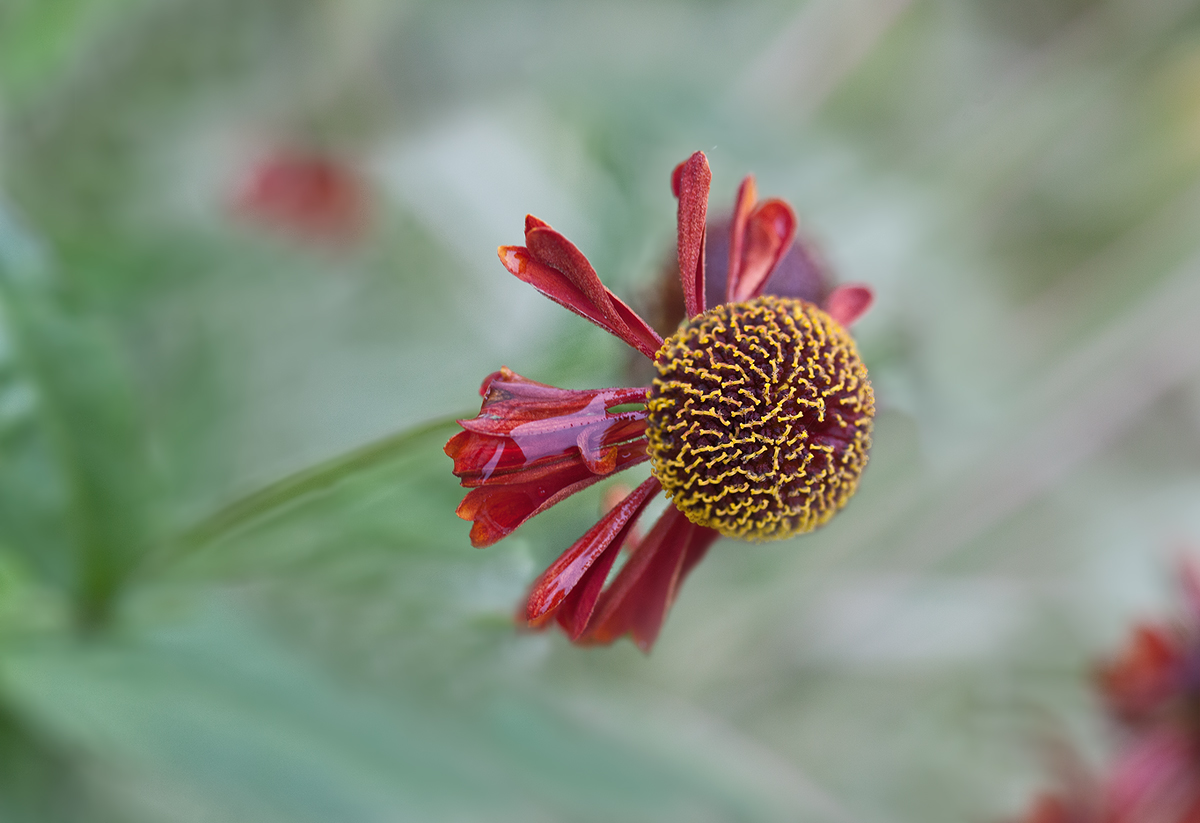 photo "***" tags: macro and close-up, 