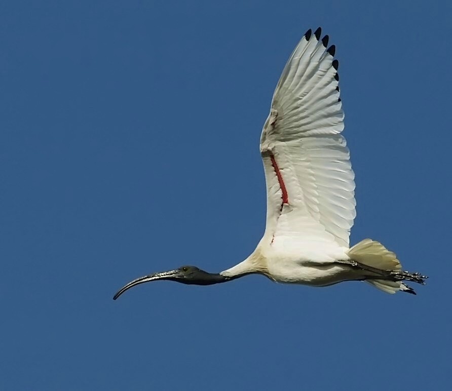 photo "Ibis" tags: nature, 