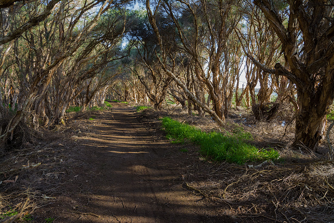 photo "***" tags: landscape, nature, australian flora, evening, forest, grass, green, nature