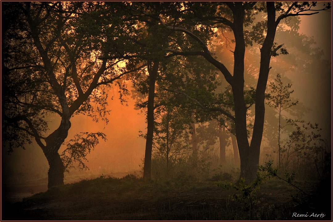 photo "***" tags: landscape, nature, fog, forest, summer, sunrise