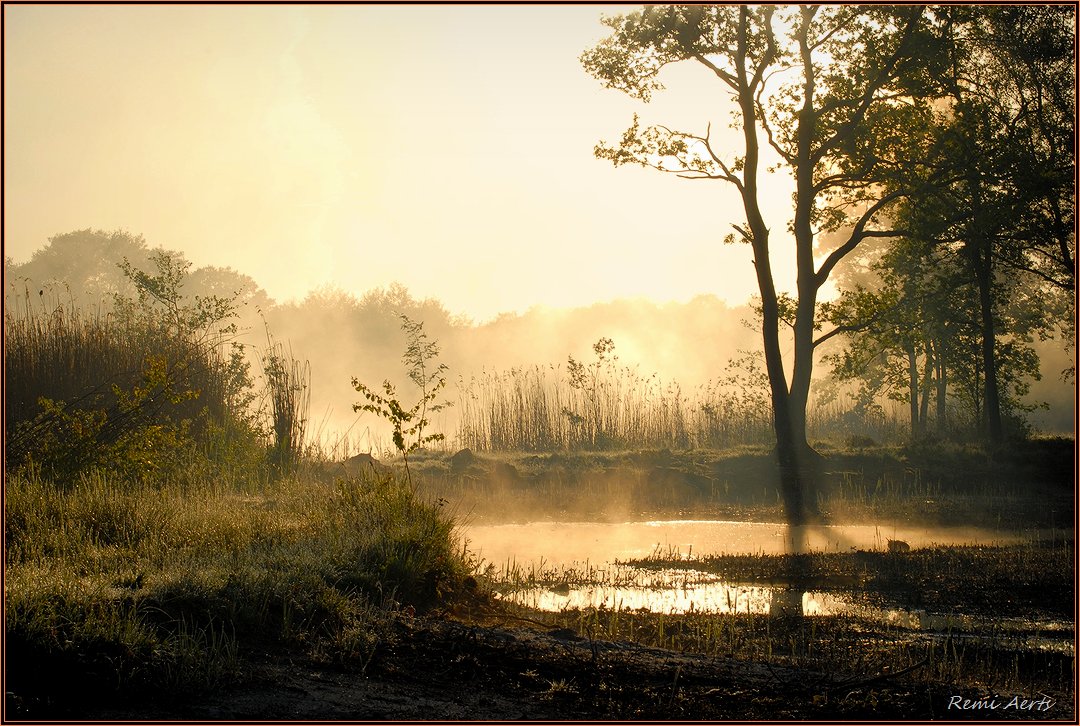 photo "***" tags: landscape, nature, fog, forest, summer, sunrise