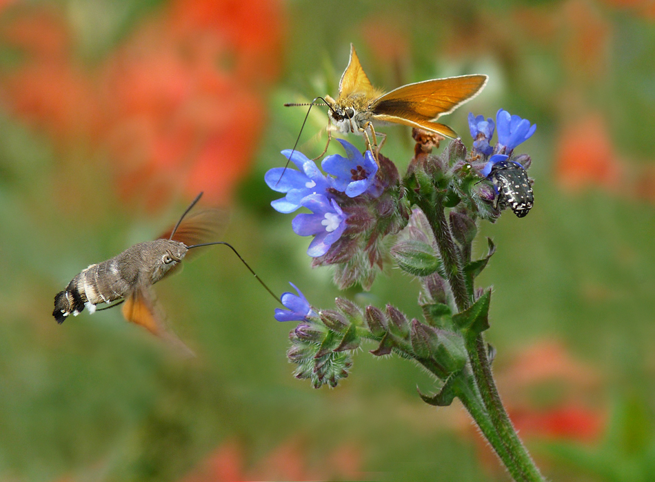 photo "***" tags: nature, macro and close-up, insect