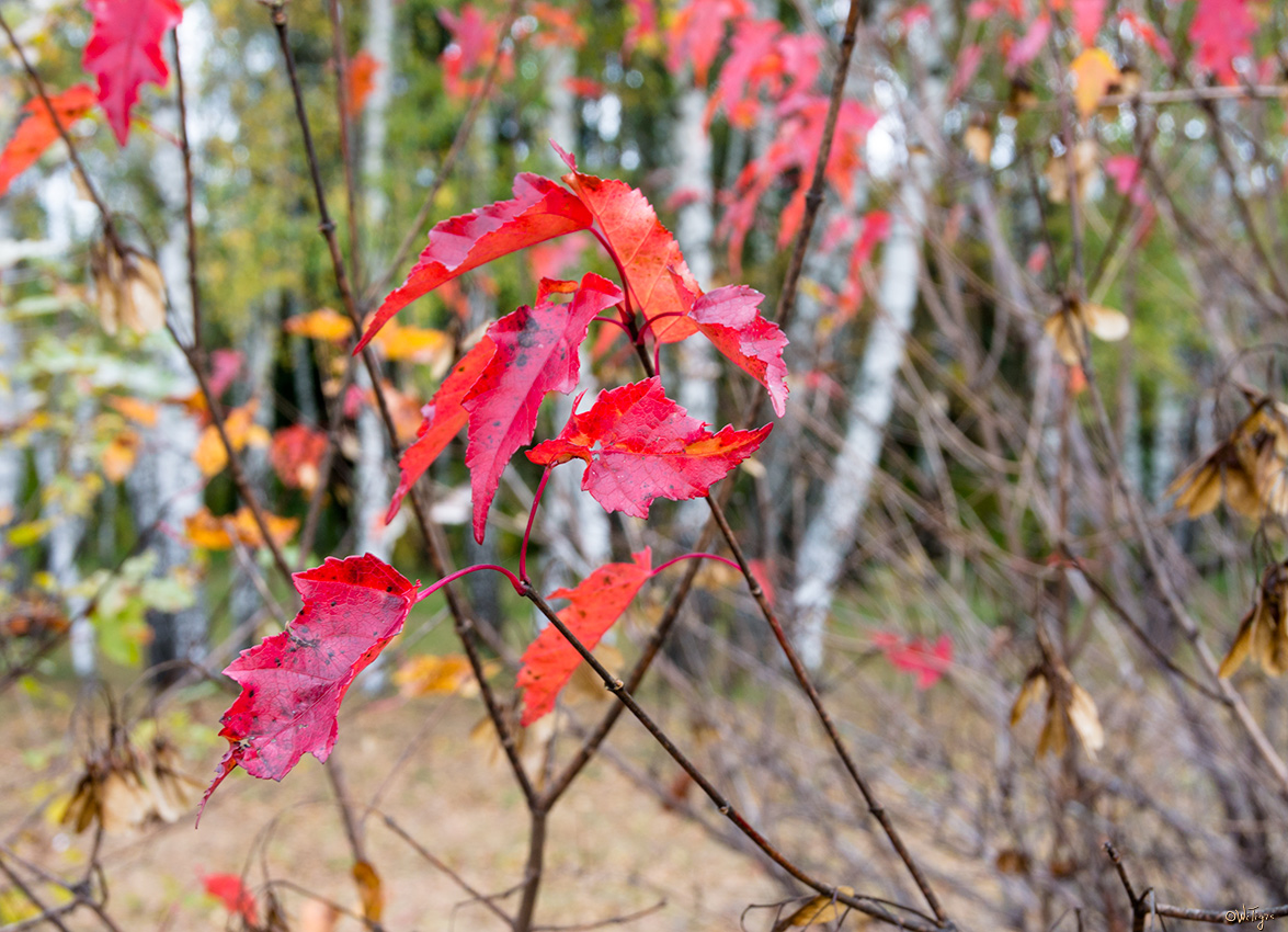 photo "***" tags: nature, macro and close-up, autumn