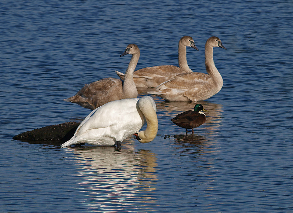 photo "Idyllic daily life" tags: nature, reporting, landscape, 