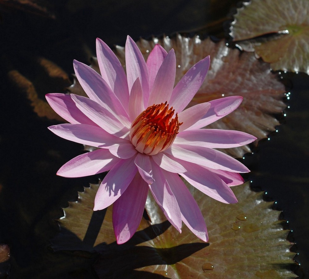 photo "Beauty of our lake" tags: nature, macro and close-up, flowers