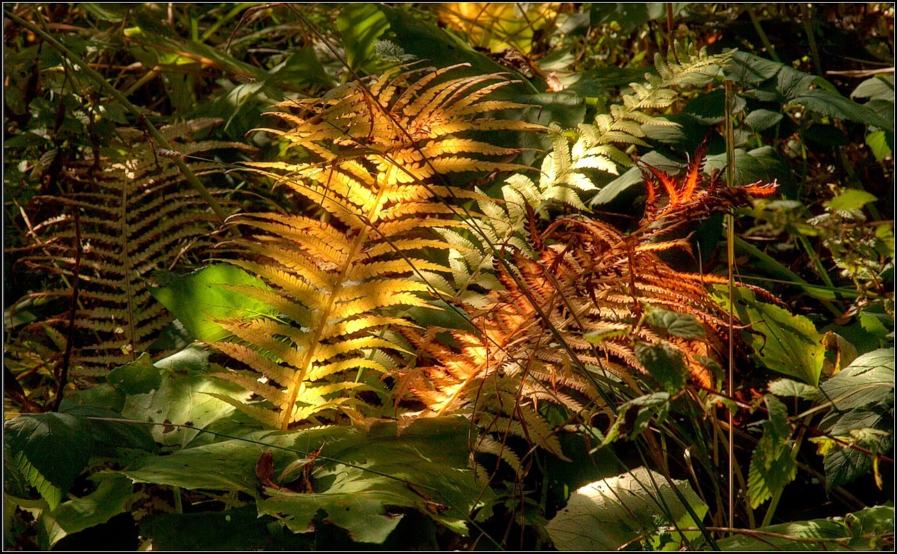 photo "fern" tags: nature, 