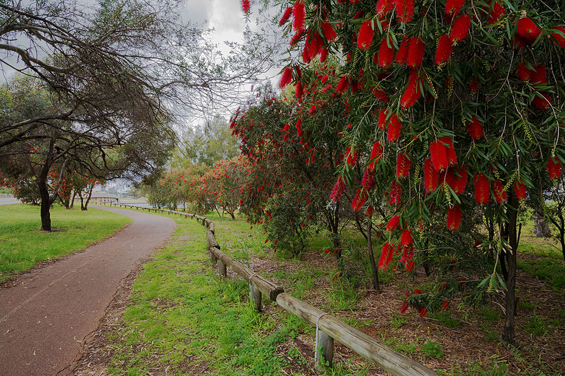 фото "Весенний букет" метки: пейзаж, природа, australian flora, bush, green, nature, цветы