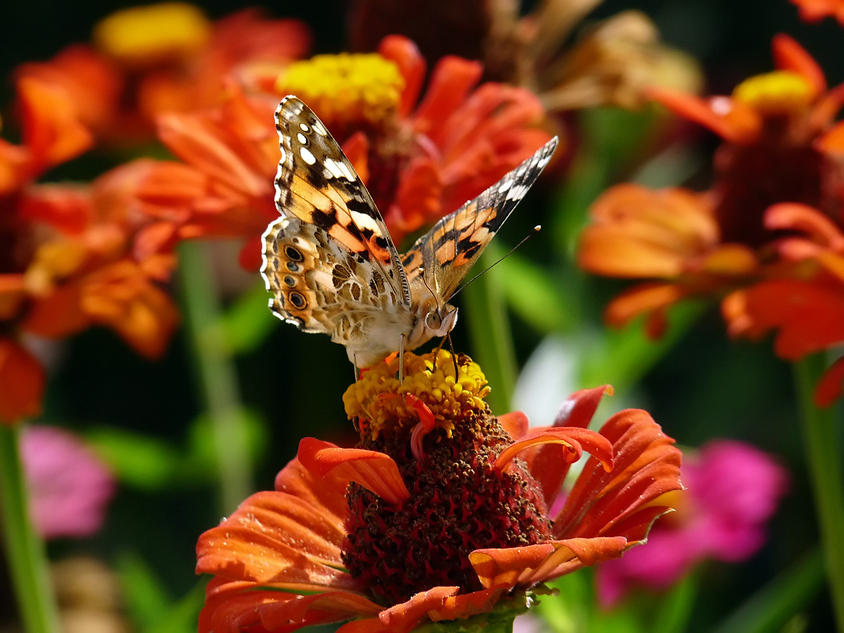 photo "***" tags: macro and close-up, nature, insect