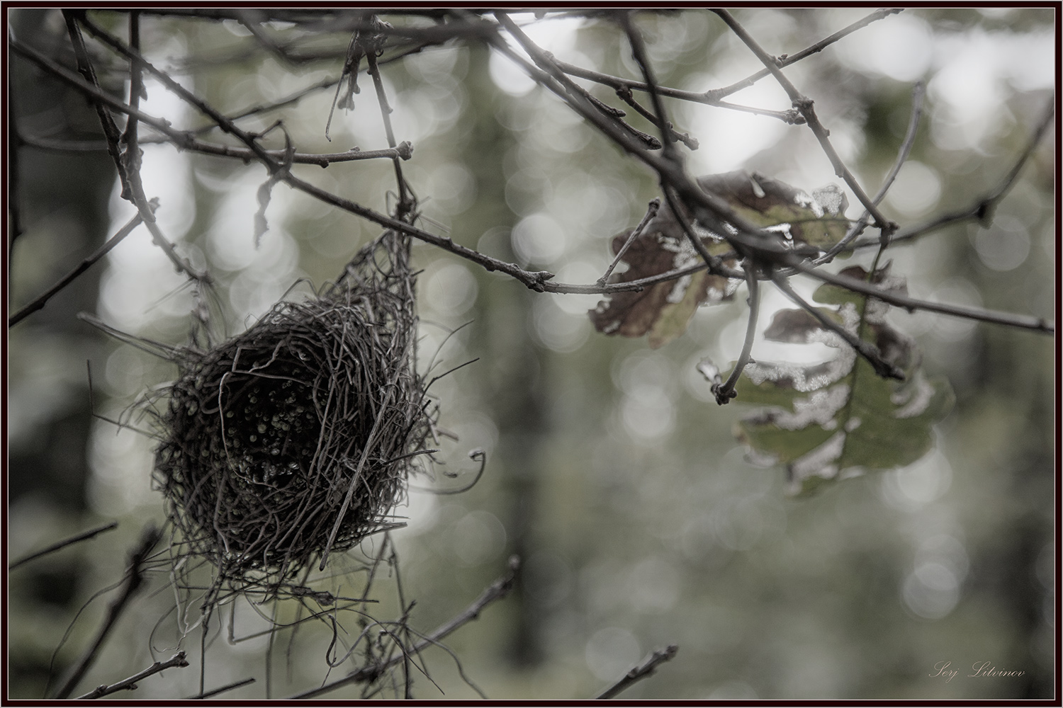 photo "***" tags: landscape, autumn, forest, rain