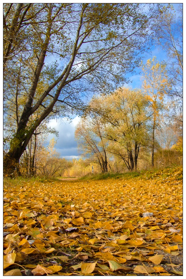 фото "Листопад" метки: пейзаж, лес, листья, осень