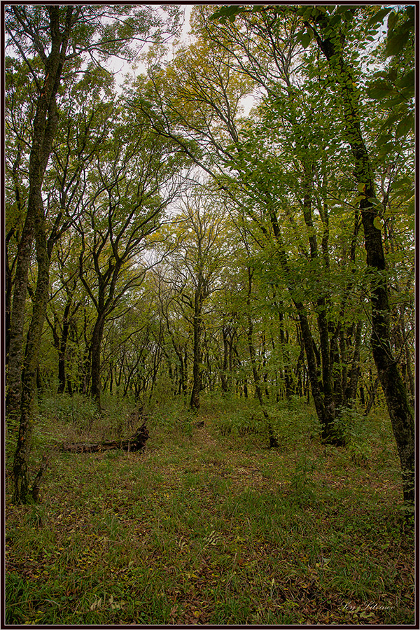 photo "***" tags: landscape, autumn, forest