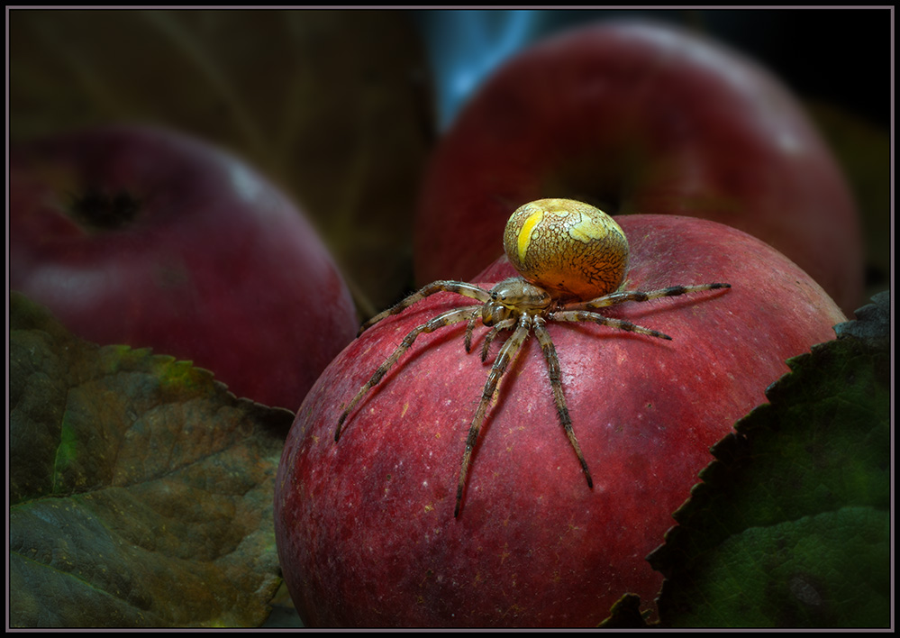 photo "***" tags: macro and close-up, nature, 