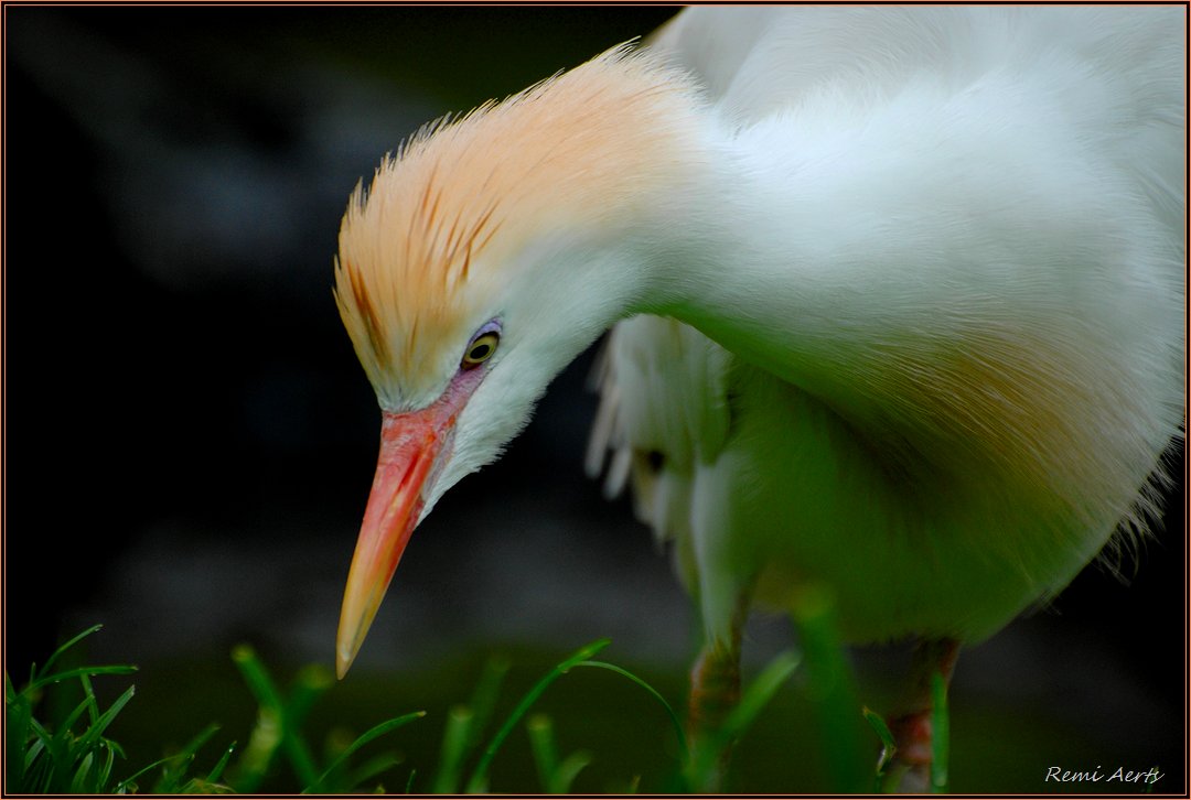 photo "***" tags: nature, reporting, dieren, summer
