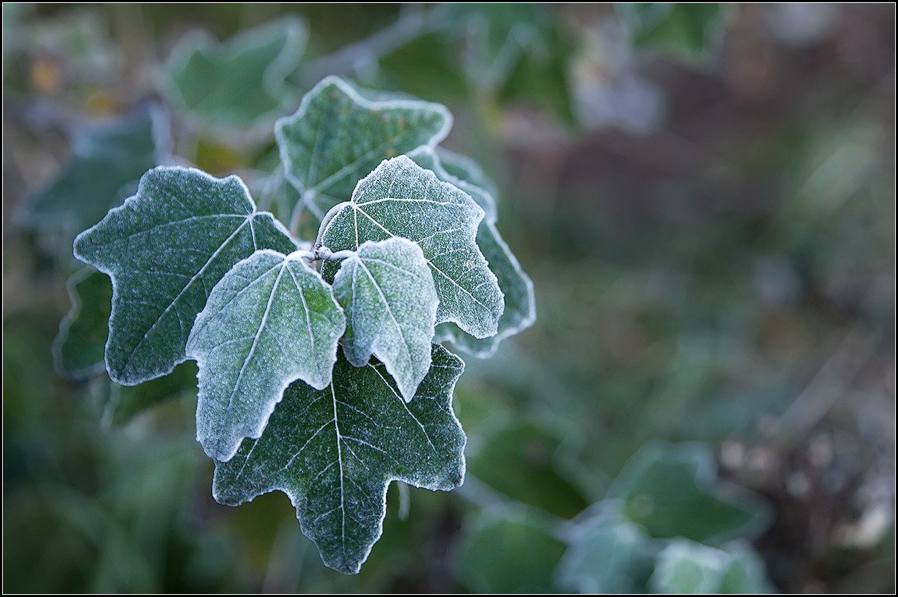 photo "after frost" tags: nature, 
