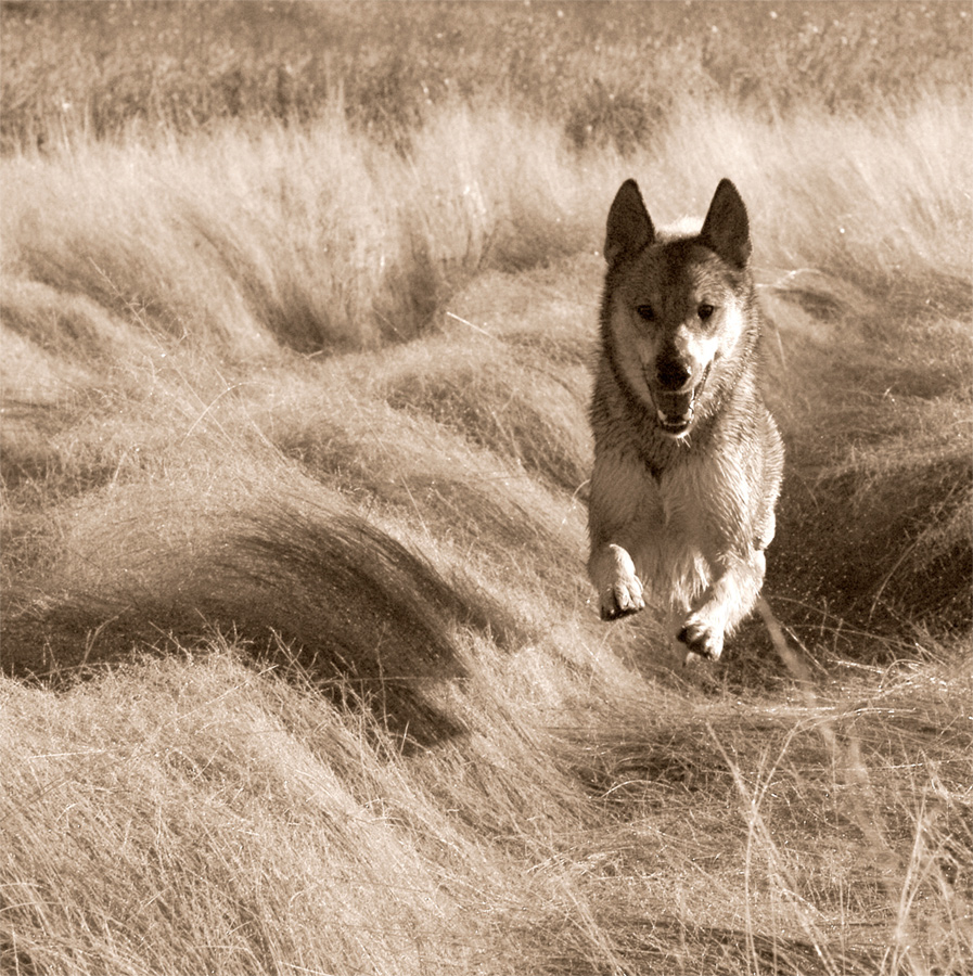 photo "Normal flight!" tags: black&white, nature, pets/farm animals, summer, Лайки.