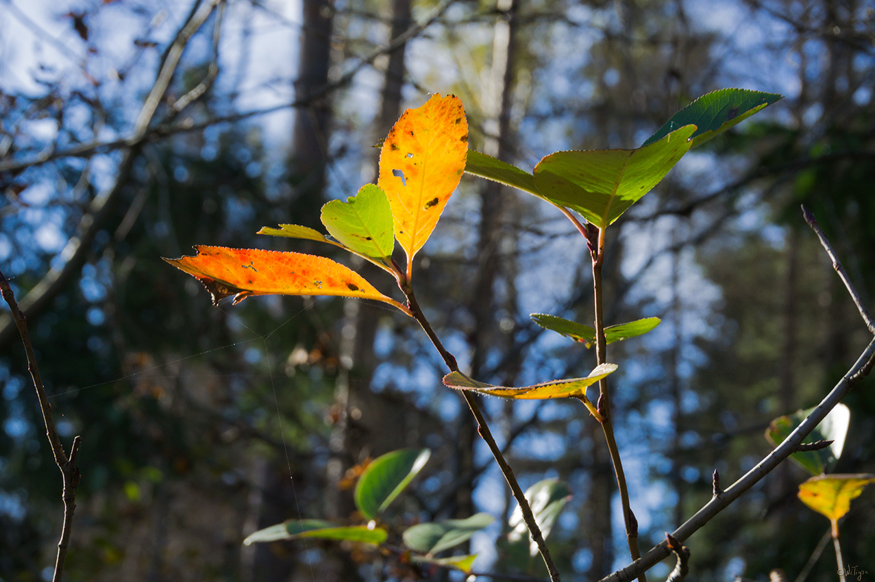 фото "Осенние листики" метки: макро и крупный план, природа, лес, осень
