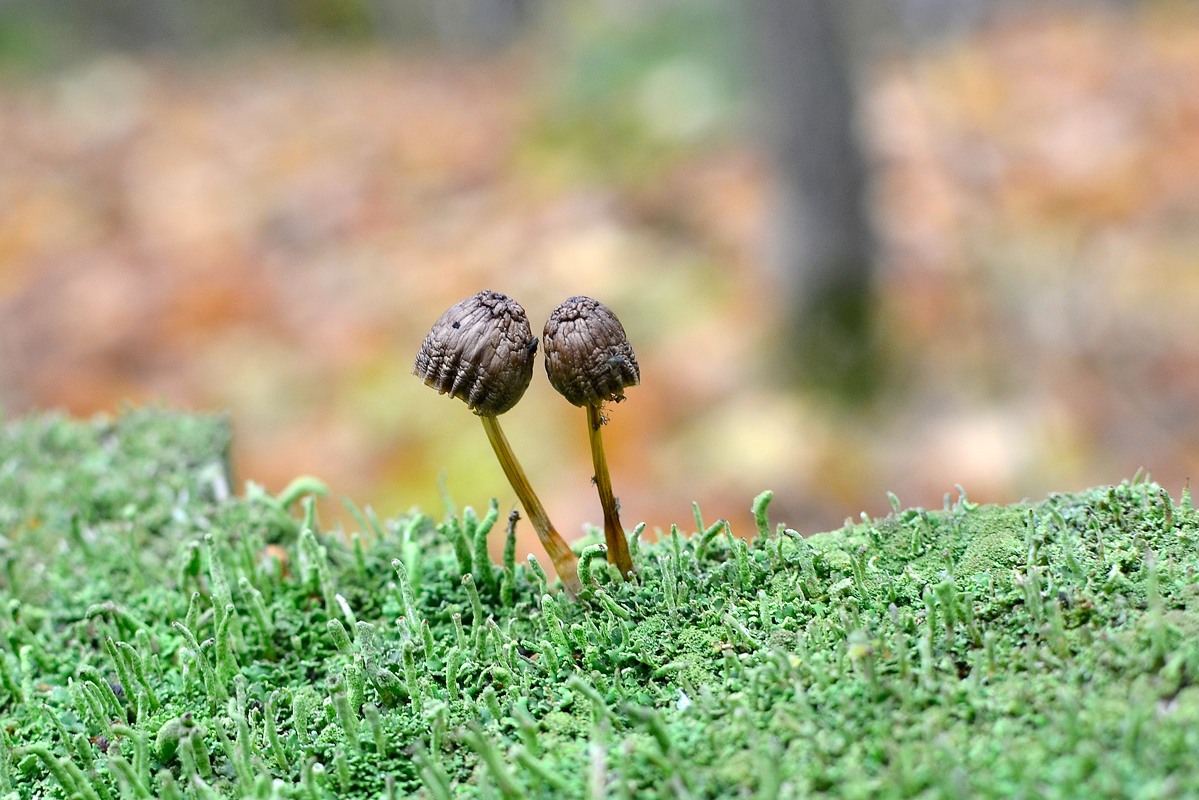 photo "***" tags: macro and close-up, nature, 