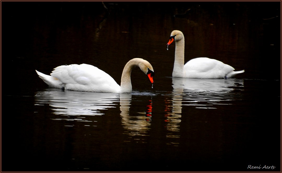 photo "***" tags: landscape, nature, summer, water, wild animals