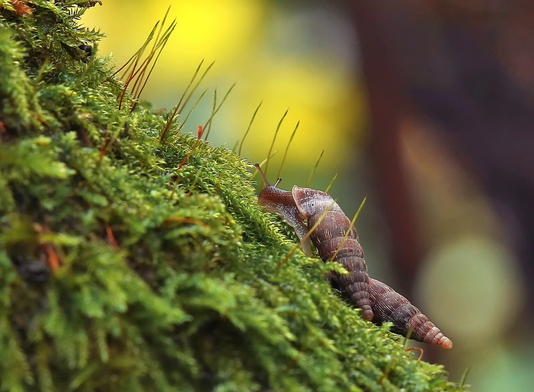 photo "***" tags: macro and close-up, nature, улитка