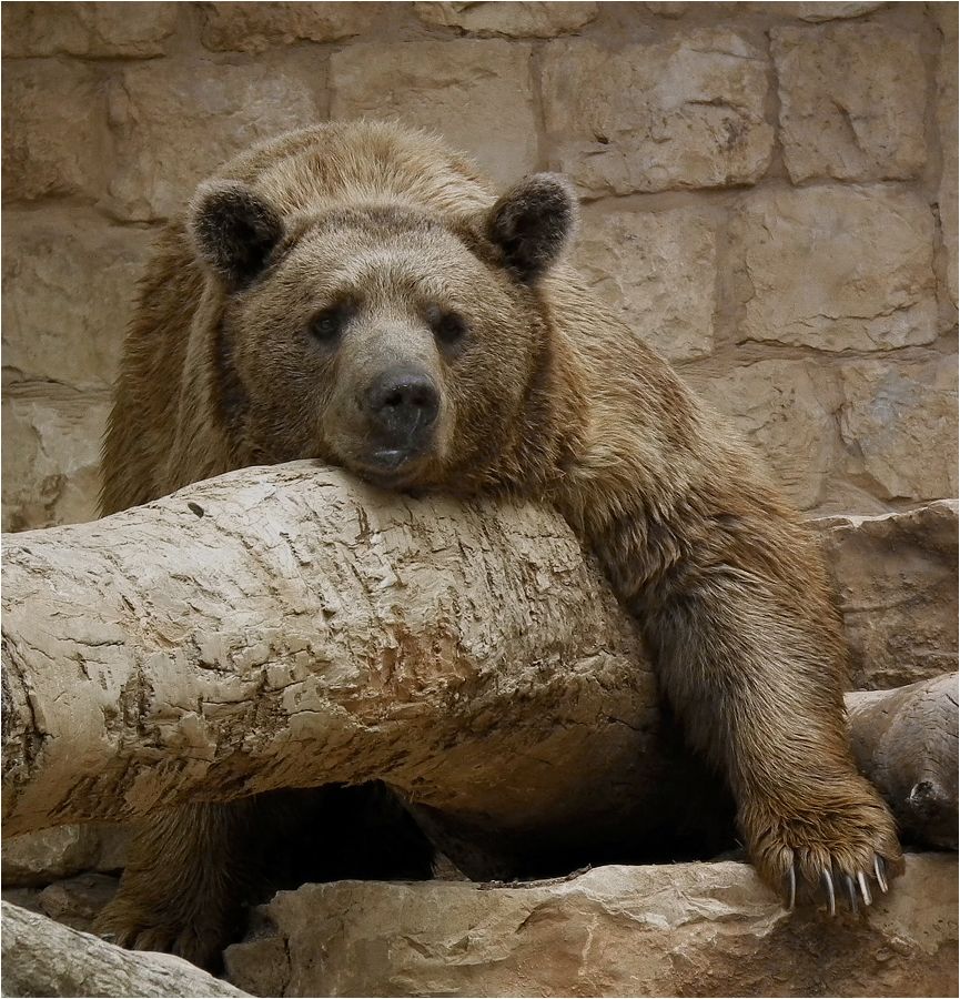 фото "Меланхолия" метки: природа, bear, медведь