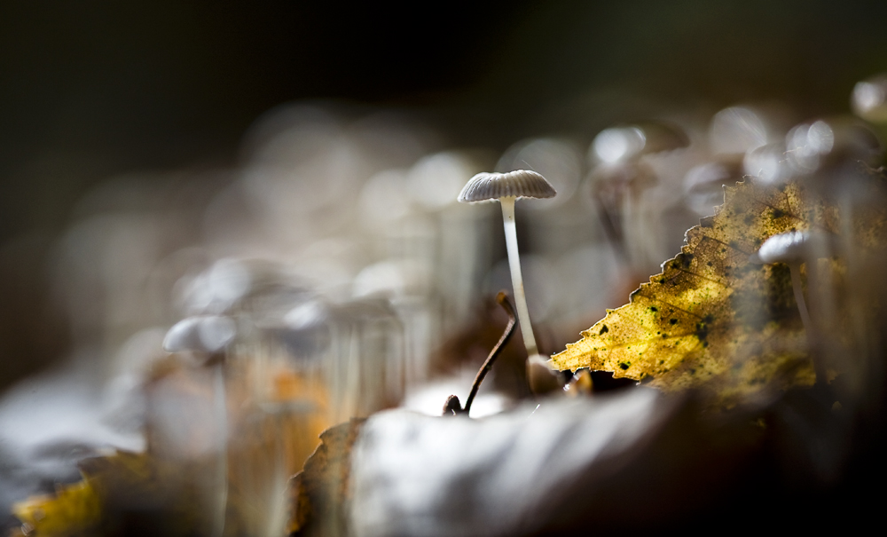 photo "***" tags: nature, macro and close-up, autumn, light, грибы