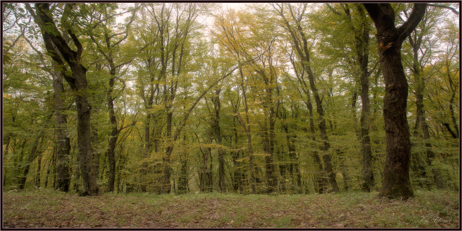 photo "***" tags: landscape, autumn, forest, rain