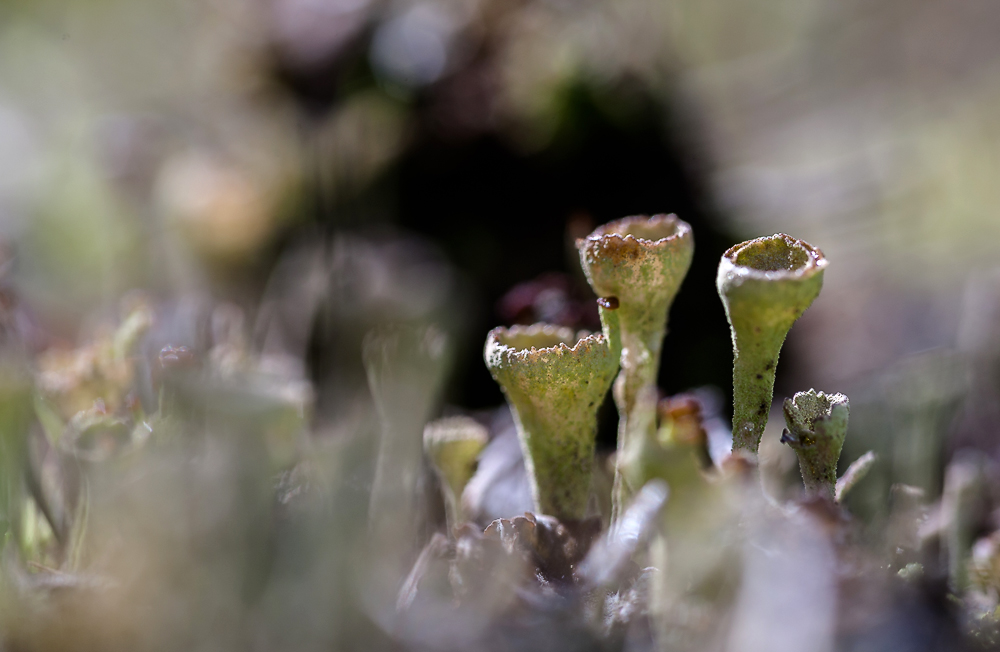 photo "***" tags: nature, macro and close-up, autumn, грибы