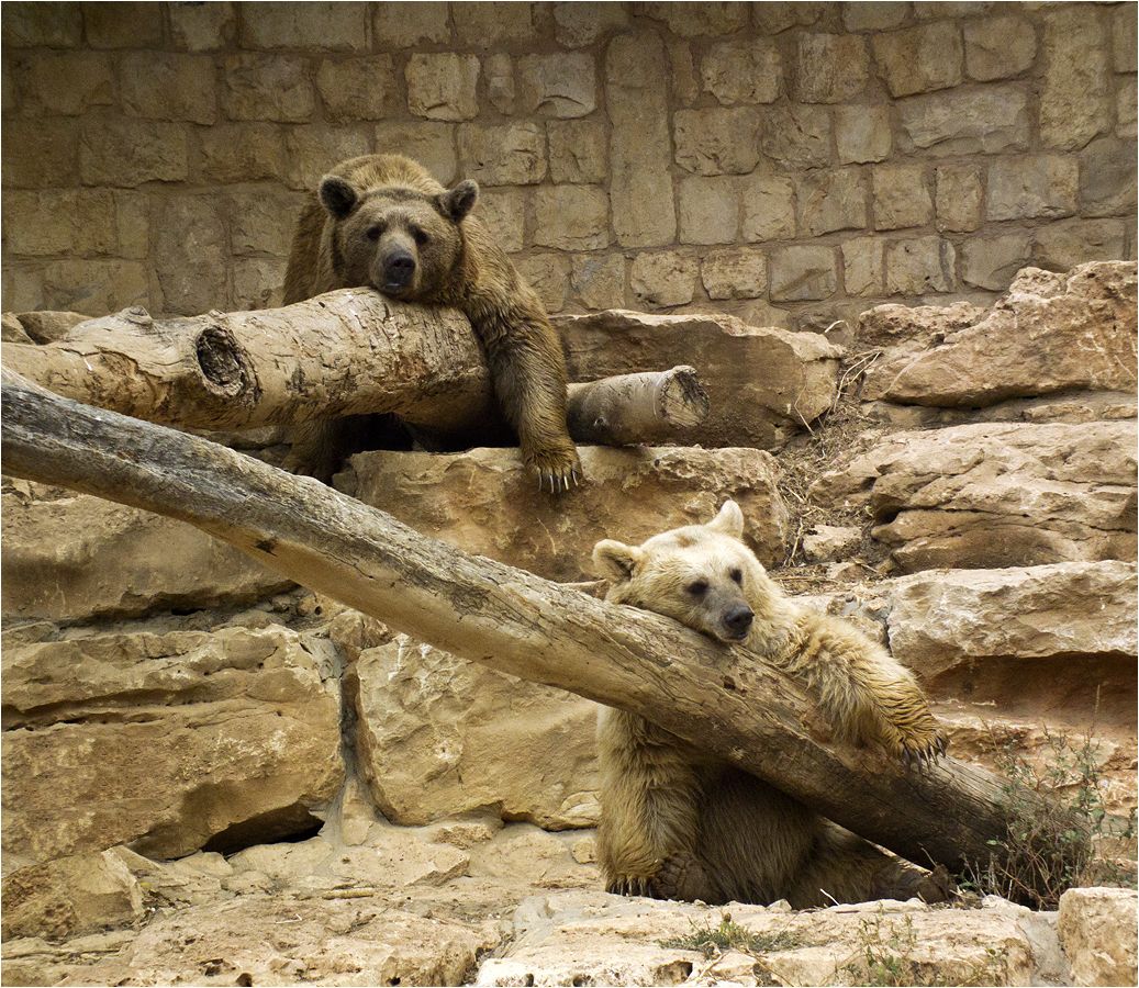 фото "Сиеста" метки: природа, bears, медведи