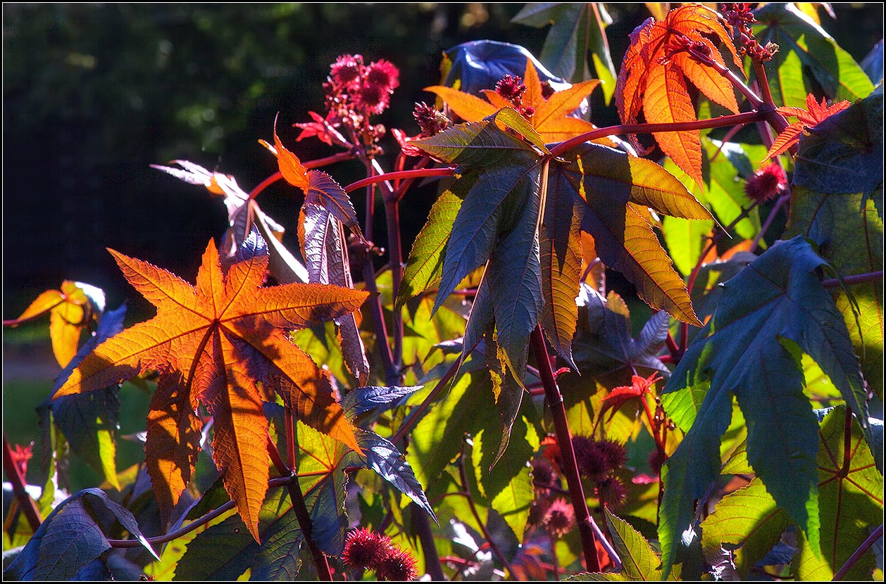 photo "autumn leaves" tags: nature, клещевина