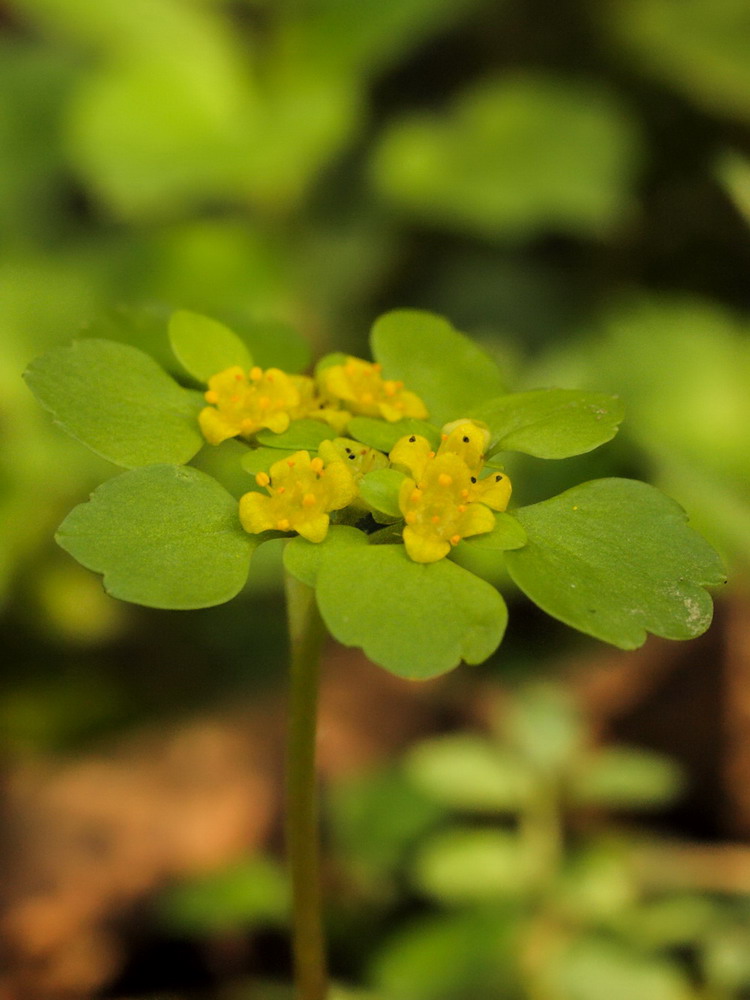 photo "Chrysosplenium alternifolium" tags: nature, macro and close-up, Alternate-leaved Golden Saxifr, Chrysosplenium alternifolium, bloom, blossom, blur, close up, flower, foliage, green, leaf, macro, plant