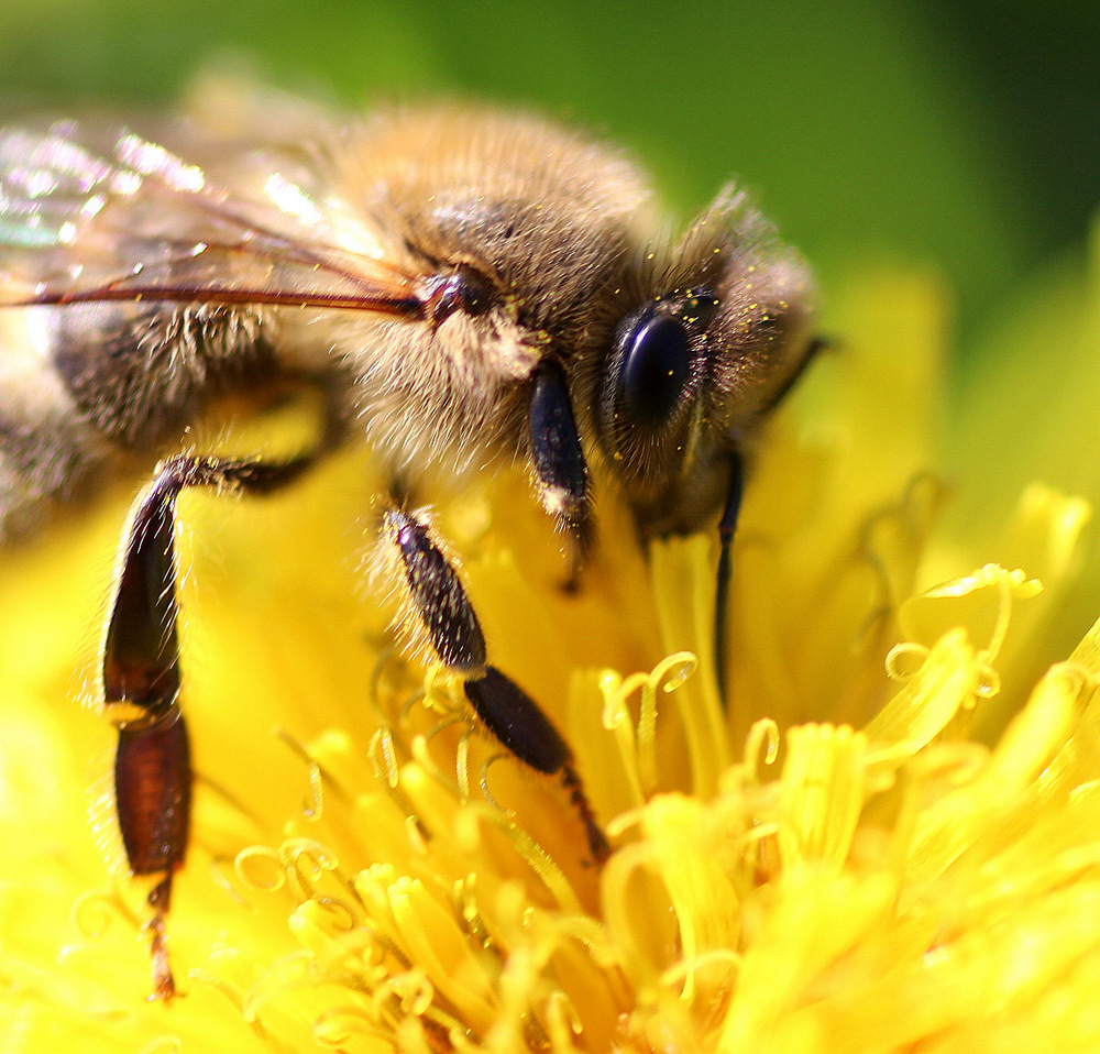 photo "Honey day in october" tags: nature, macro and close-up, 