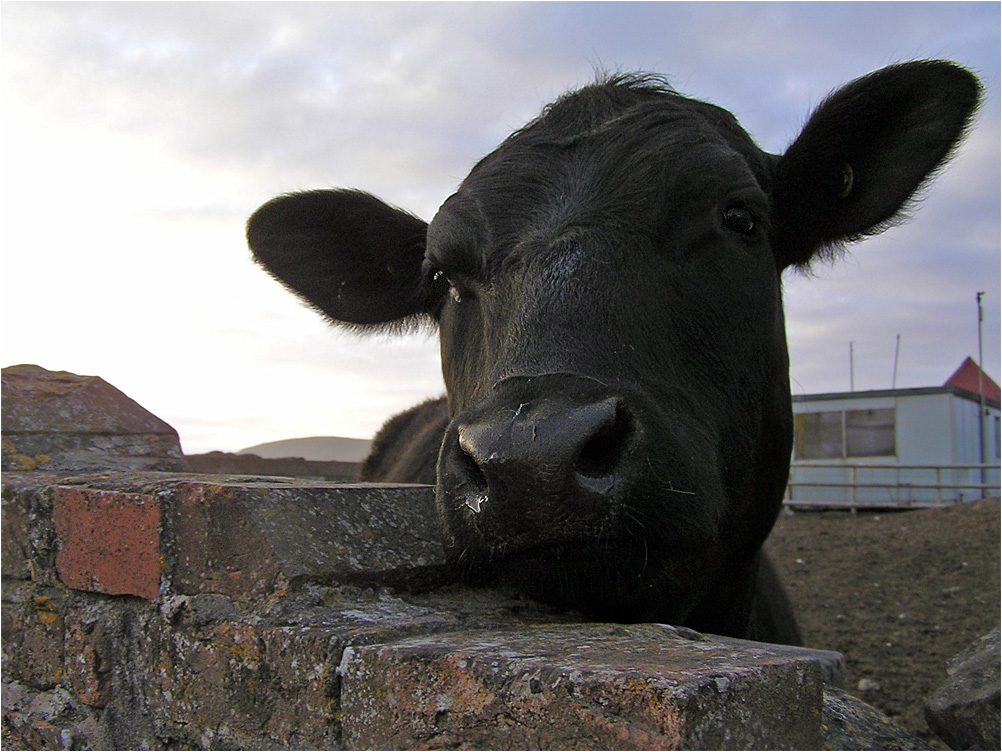 фото "Грустный" метки: портрет, природа, домашние животные, коровы