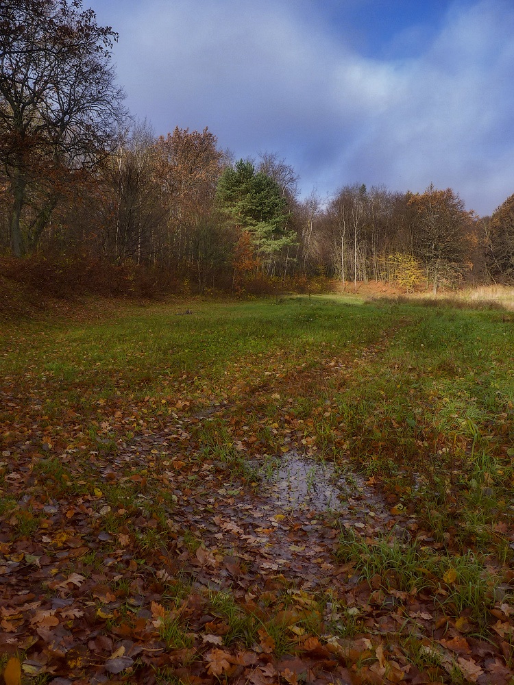 photo "I fall asleep on the leaves of rain ..." tags: landscape, nature, autumn, forest, лужа