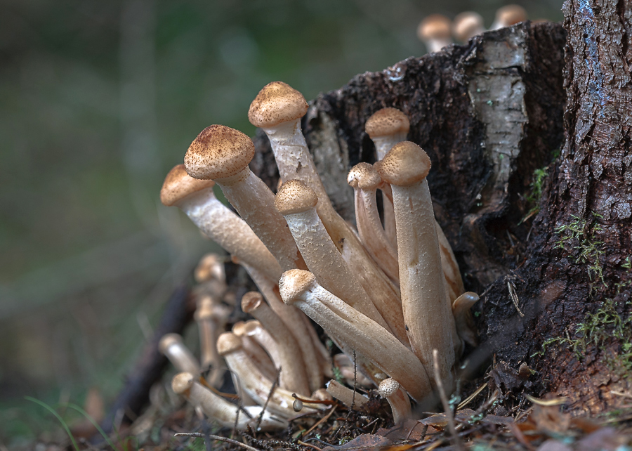 photo "***" tags: nature, macro and close-up, autumn, грибы