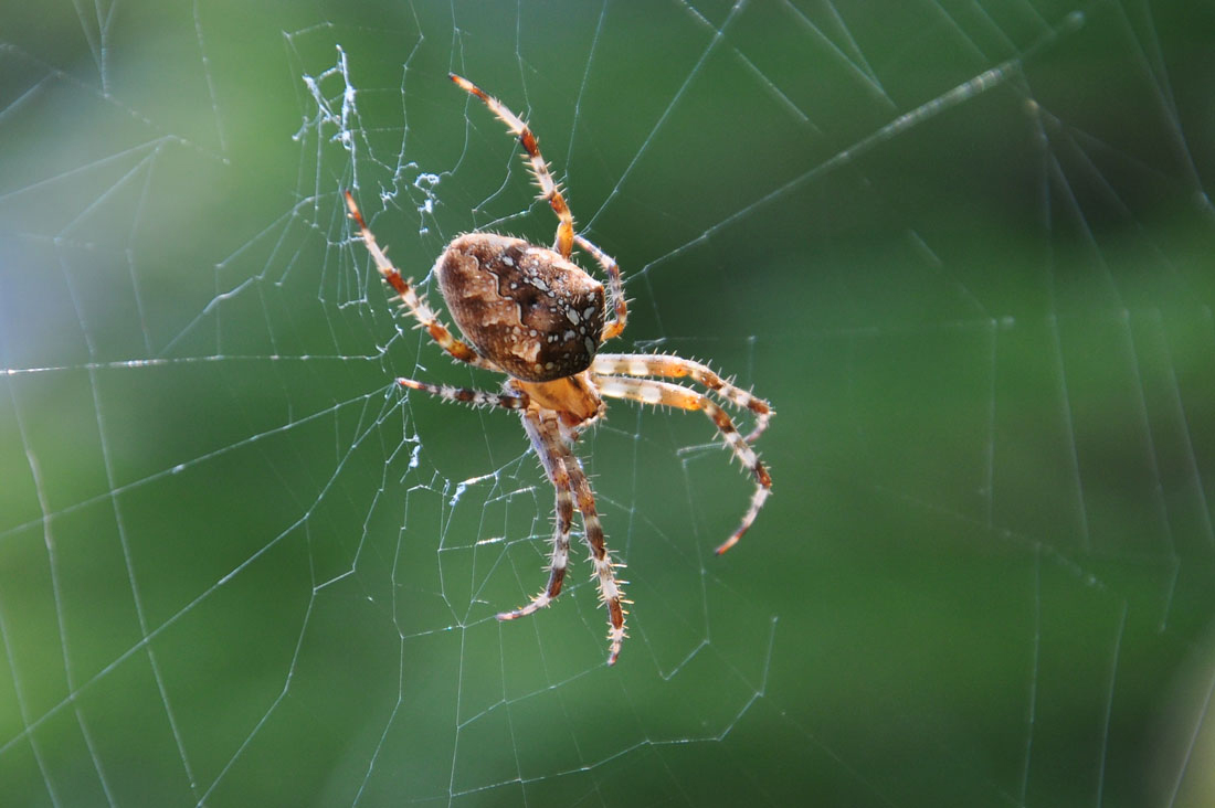 photo "***" tags: nature, spider