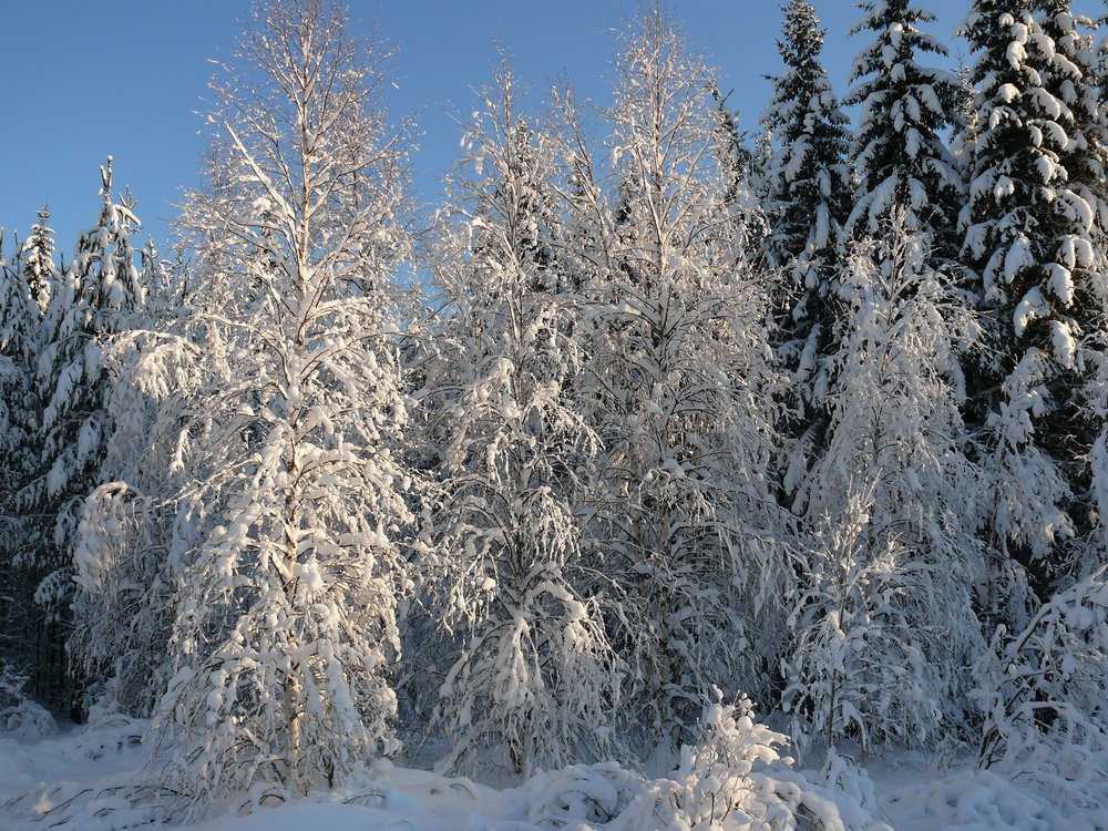 photo "***" tags: landscape, nature, forest, winter