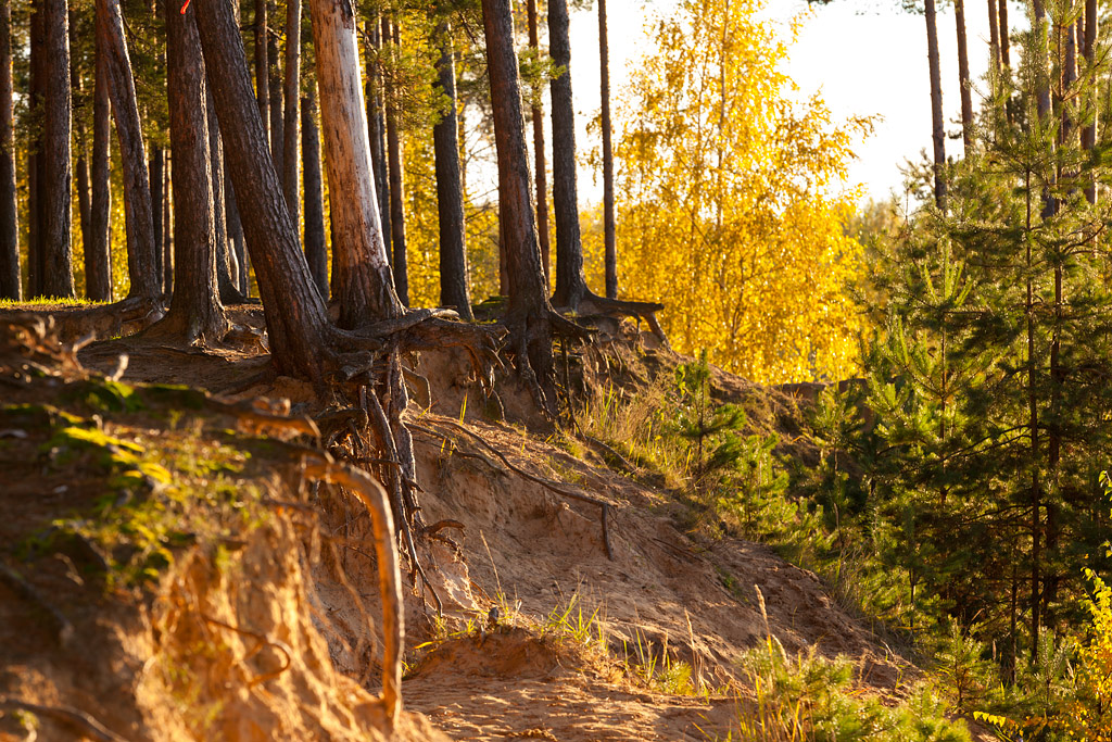 photo "Roots" tags: landscape, 