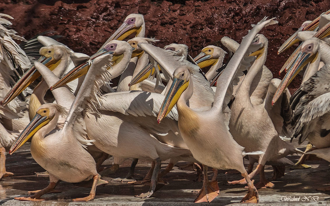 фото "Conglomeration of Pelicans" метки: репортаж, природа, Африка